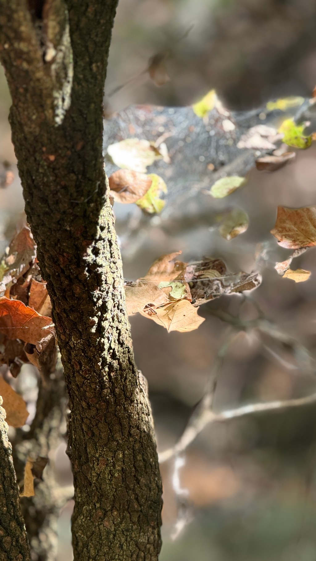 Let he who has no sin cast the first&nbsp;stone